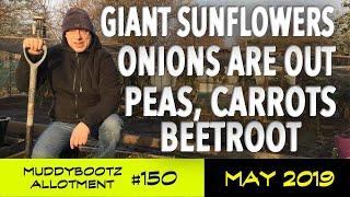 MuddyBootz Allotment #150 - #sunflowerchallenge2019 - Onions, Peas, Carrots & Beetroot