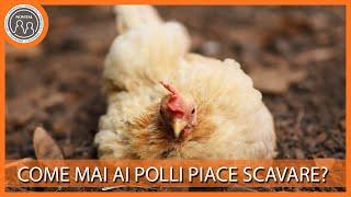 Perché ai polli piace tanto scavare? - Pillole di Avicoltura