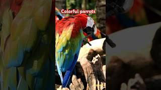 Colorful parrots #shortvideo #nature #animals #parrot