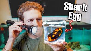 Ordering LIVE SHARK EGG OFF THE WEB!