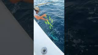 How To Gaff A Massive 80lb Yellowfin Tuna #shorts