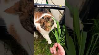 Будем как черепахи #жизнь #цитаты #юмор #пословицы #cat #нюша #прикол #цитатыпрожизнь #семья #топчик