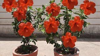 how to grow hibiscus in pots | hibiscus growing tips