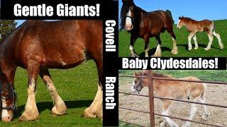 Giant Clydesdale Horses In Cambria, Ca