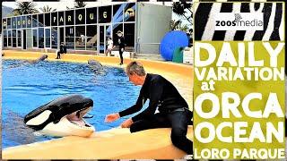 Loro Parque: At Orca Ocean, every day is different  | zoos.media