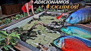 ATUALIZAÇÃO DO LAGO PISCINA DE 4000L DE CICLÍDEOS AFRICANOS DA @aquariummonstershop