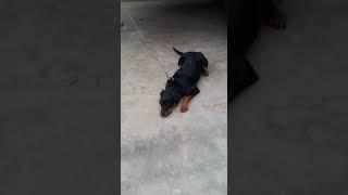 Rottweiler Semi Adult Puppy For Sale 93509 26445