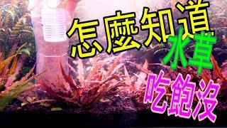 水草新手篇35 |換水的時候一定要注意的事情|水草缸| 肥料哪時候可以添加|