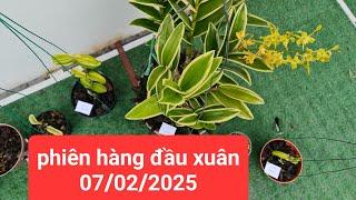 lá kẻ phát tài - phiên hàng đầu xuân - 0867487638 - Hoa Lan Đất Việt