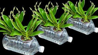 The secret to growing orchids in water bottles. Flowers bloom profusely and never have root rot