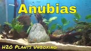 Anubias unboxing from H2O Plants, attaching to driftwood and final product