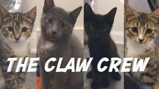 Our New Barn Cats are Feral Kittens - Meet The Claw Crew