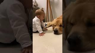 This Video Will Melt Your Heart | Adorable Baby and Dog Tiktoks| Golden Retriever Videos #shorts