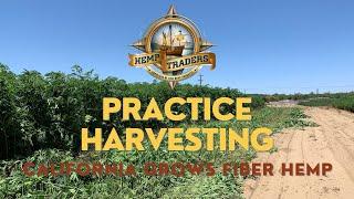 Practice Harvesting Hemp