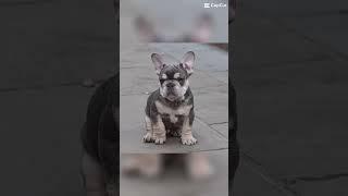French bulldog edit ￼