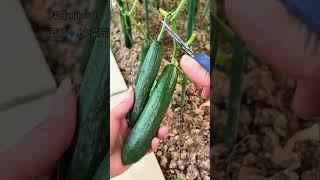 采摘春天的第一茬水果黄瓜，水果黄瓜生吃凉拌都是我的最爱#蔬菜种植 #阳台小院均可种植