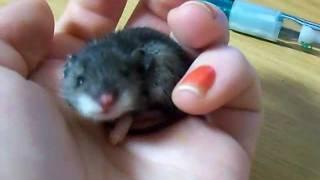 baby mouse yawn