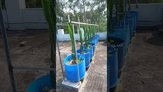 Rooftop Dragonfruit Farm