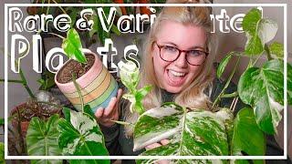 My Rare Variegated Houseplants & Their New Leaves! How To Grow Plants In Winter!