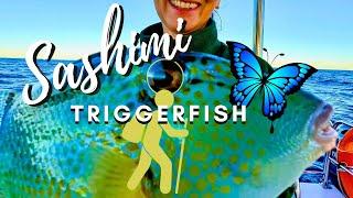 Sashimi Triggerfish 1770!