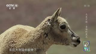 【《大美中国·夏天系列》| 央视纪录频道风景纪录片【青海】