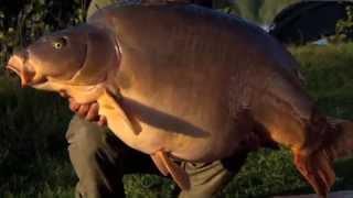 Gigantica - Carp Only Bigger