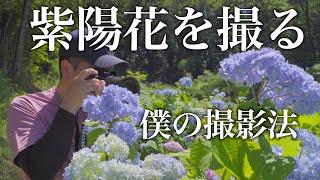 【風景写真】僕なりの紫陽花の撮り方！紫陽花の撮影|紫陽花 写真| Landscape photography Vlog