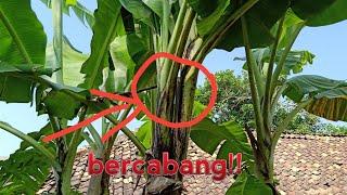 WOW.. Pohon pisang bercabang 2