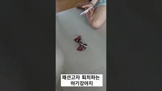 패션고자 퇴치하는 아기강아지 #강아지영상 #강아지 #아기강아지 #강아지일상 #몰키 #요크셔테리어 #말티즈 #강아지장난감 #강아지산책 #비숑