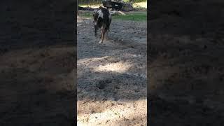 Ziggy the donkey playing in my freshly tilled garden