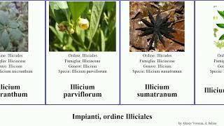 Impianti, ordine Illiciales illicium plants verum lanceolatum Foyf anisatum parviflorum simonsii