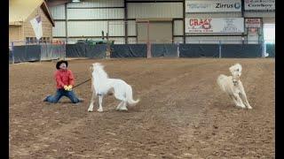 Miniature rescue horse saved from auction!