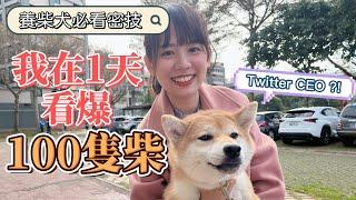 【寵物特輯】養柴犬必看！要注意什麼？開箱100隻柴犬參賽的選美比賽！ |  柴犬魅力無法擋，竟讓馬斯克任命Twitter CEO ?!  | 迷因之神 | 歐文西卡旅行中