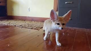 Fennec Foxes: 1ST They're Sour... Then They're Sweet