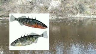 Рыбалка в Беларуси на малой реке Лучёса.