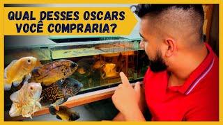 MEUS AQUÁRIOS DE OSCAR | Tour pela Estufa da Franco Aquarismo #1