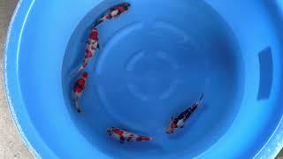 TOSAIS VHQ (4) - SELECTED - MARUHIDE//JAPAN KOI