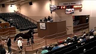 All-American Ruidoso Select Yearling Sale. Night 1. Hips 1 -212