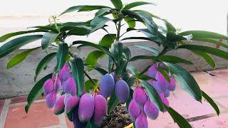 Unique Skill Propagation Mango Tree Growing Fast Use Banana Fruit