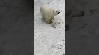 Белые медвежата /Новосибирский зоопарк#белые медвежата#новосибирский зоопарк
