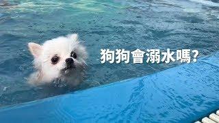 狗狗會溺水嗎? 最愛.吃貨們