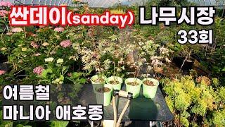 [싼데이 나무시장] 33회, 만들기 어려웠던 특별한 꽃나무 만나보세요~!