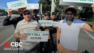 Okanagan farmers protest collapse of B.C. Tree Fruits co-operative