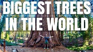 BEST GIANT SEQUOIA HIKE IN CALIFORNIA. Mariposa Grove, Yosemite.