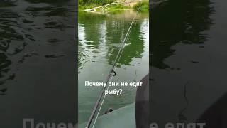 Почему дома не едят рыбу #fishing #рыбалка #shorts