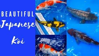 Beautiful Koi!! Measuring AUTHENTIC Japanese Tosai | How Much Did They Grow??