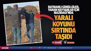 Batmanlı Gönüllüler, yanan hayvanlar için Mazıdağı’nda