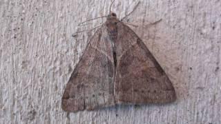 Clover Looper Moth (Erebidae: Caenurgina crassiuscula) Dorsal View
