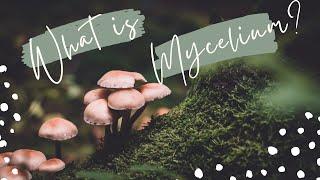 What is mycelium?