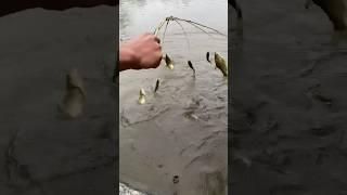 Viral mancing 10 kail